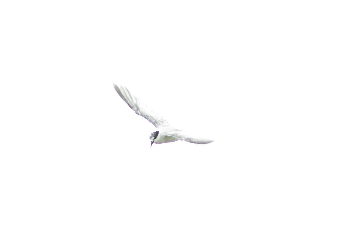 Least Tern - ML291691681