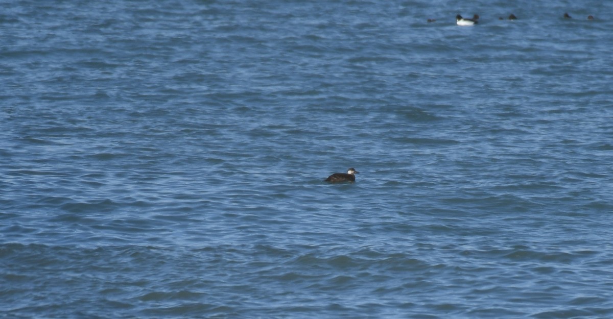 Black Scoter - ML291692591