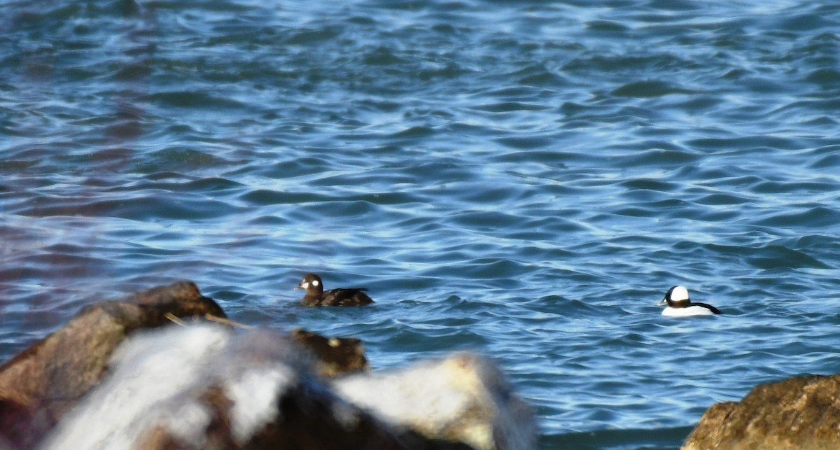 Bufflehead - ML291692741