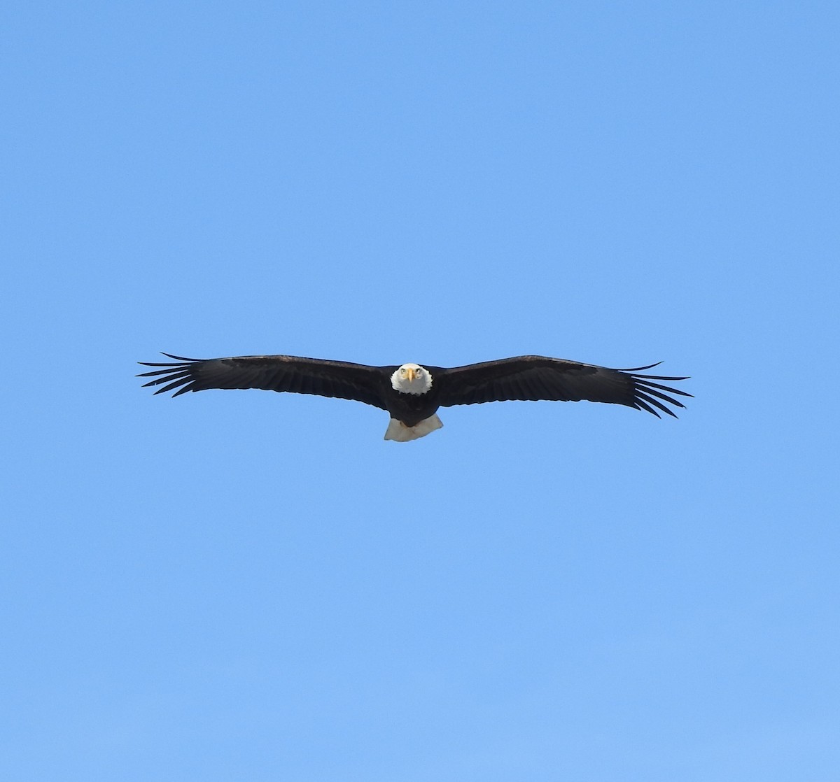 Bald Eagle - ML291692791