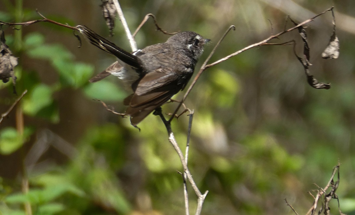 Gray Fantail - ML291693781