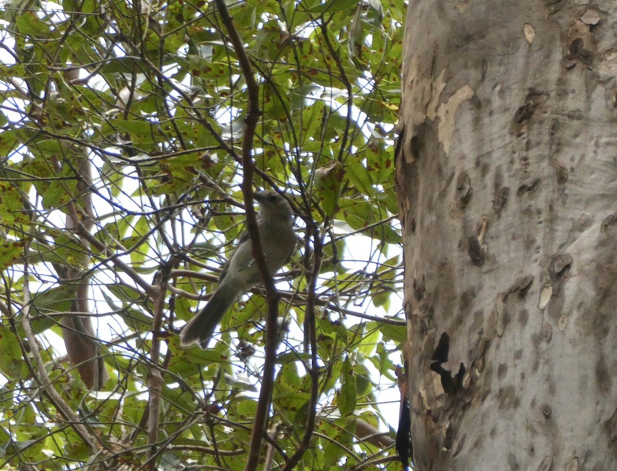 Gray Shrikethrush - ML291694001