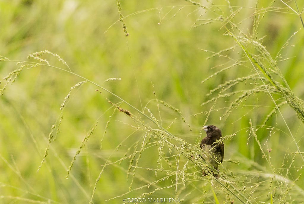 Yellow-bellied Seedeater - ML291694321