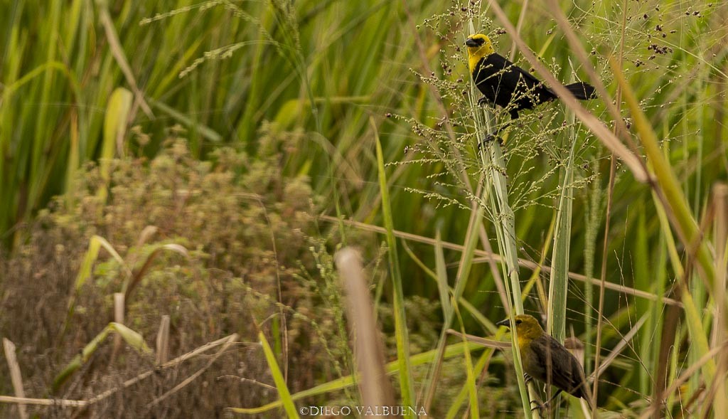 Yellow-hooded Blackbird - Diego Valbuena