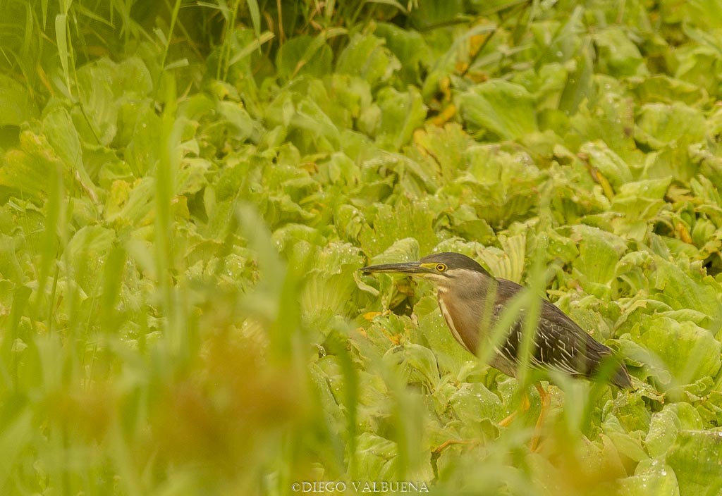 Striated Heron - Diego Valbuena