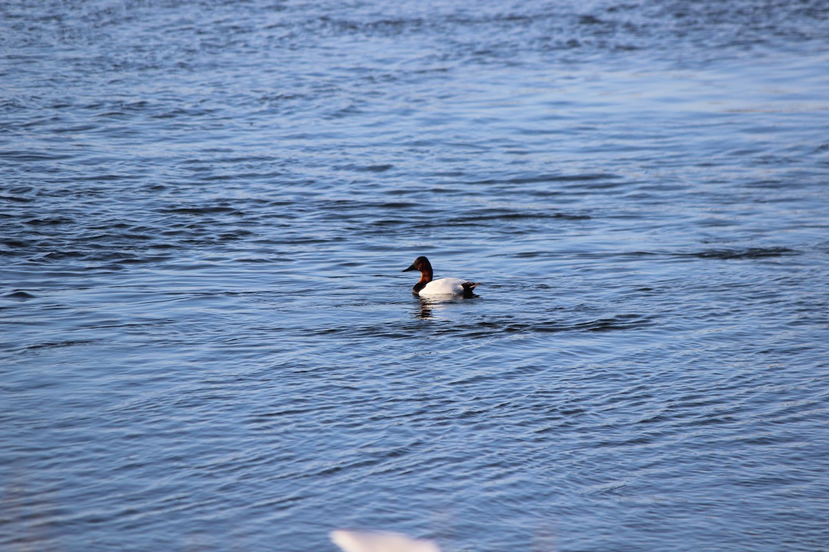 Canvasback - ML291694561