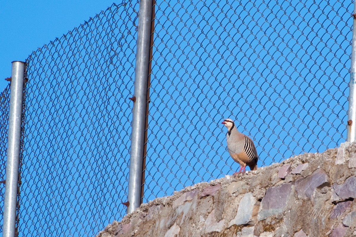 Chukar - ML291697621