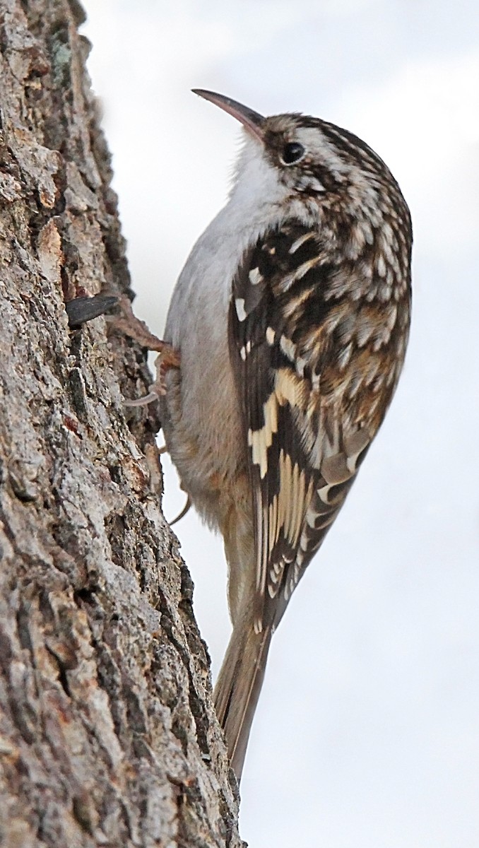 Brown Creeper - Helga Knote