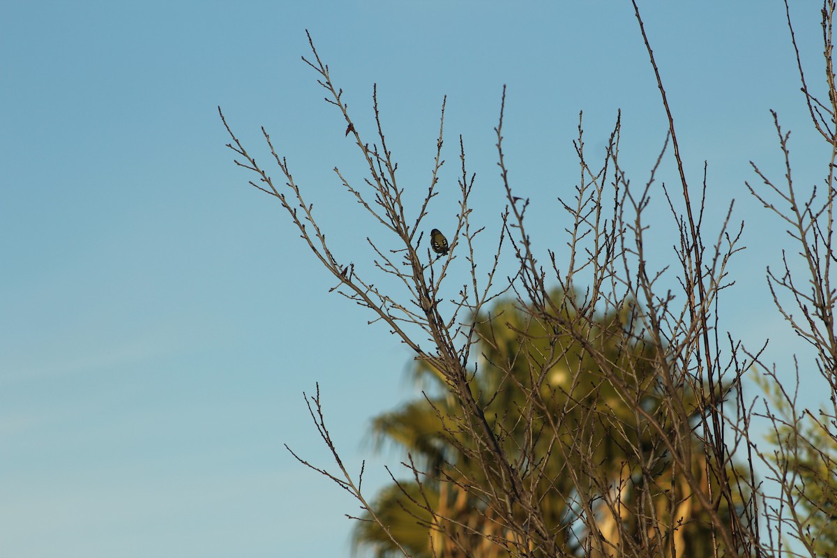 Lesser Goldfinch - ML291698301