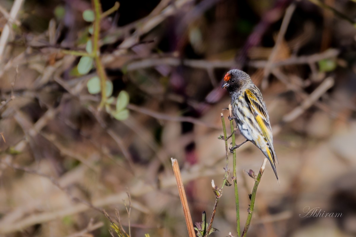 Fire-fronted Serin - ML291698561