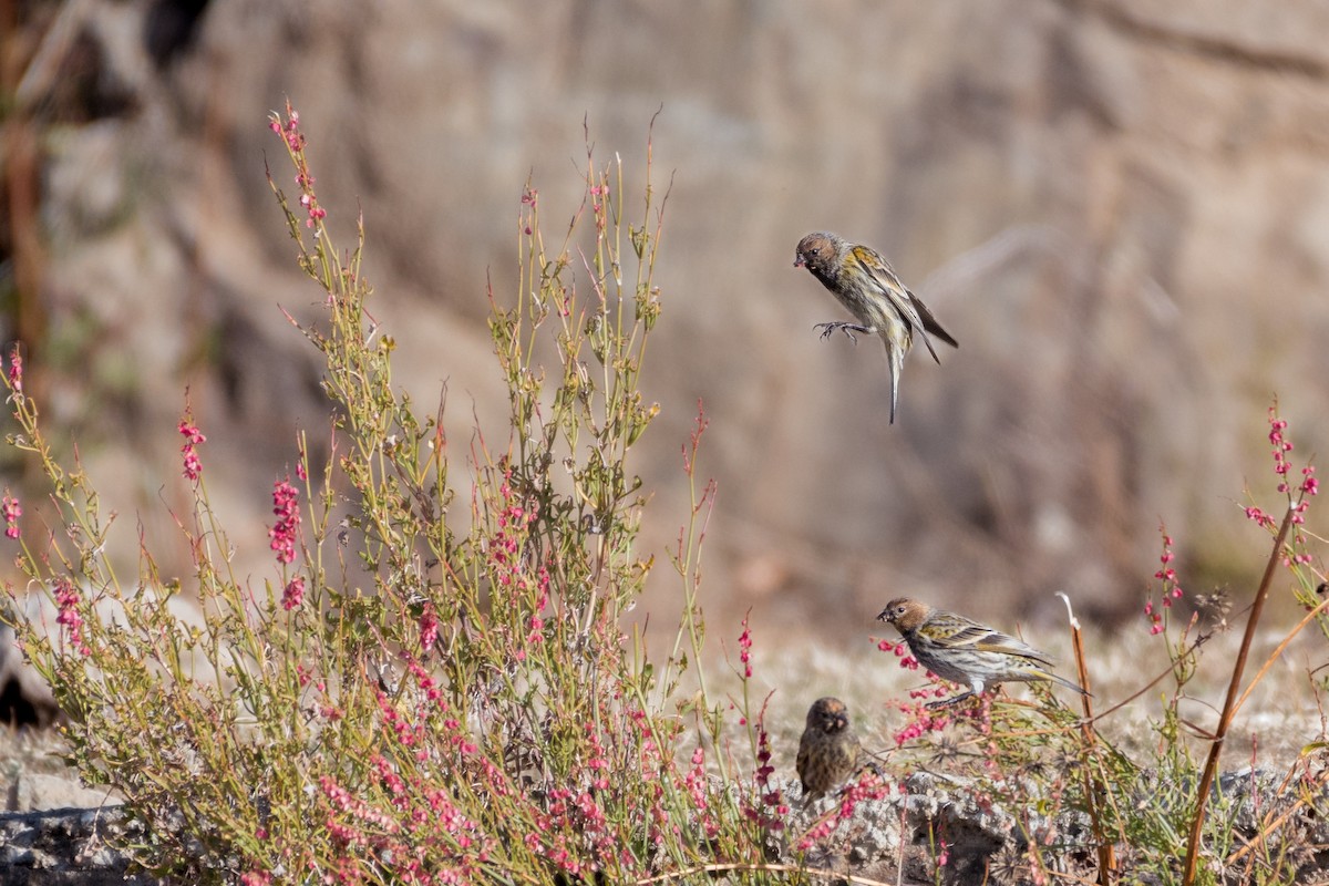 Fire-fronted Serin - ML291698591