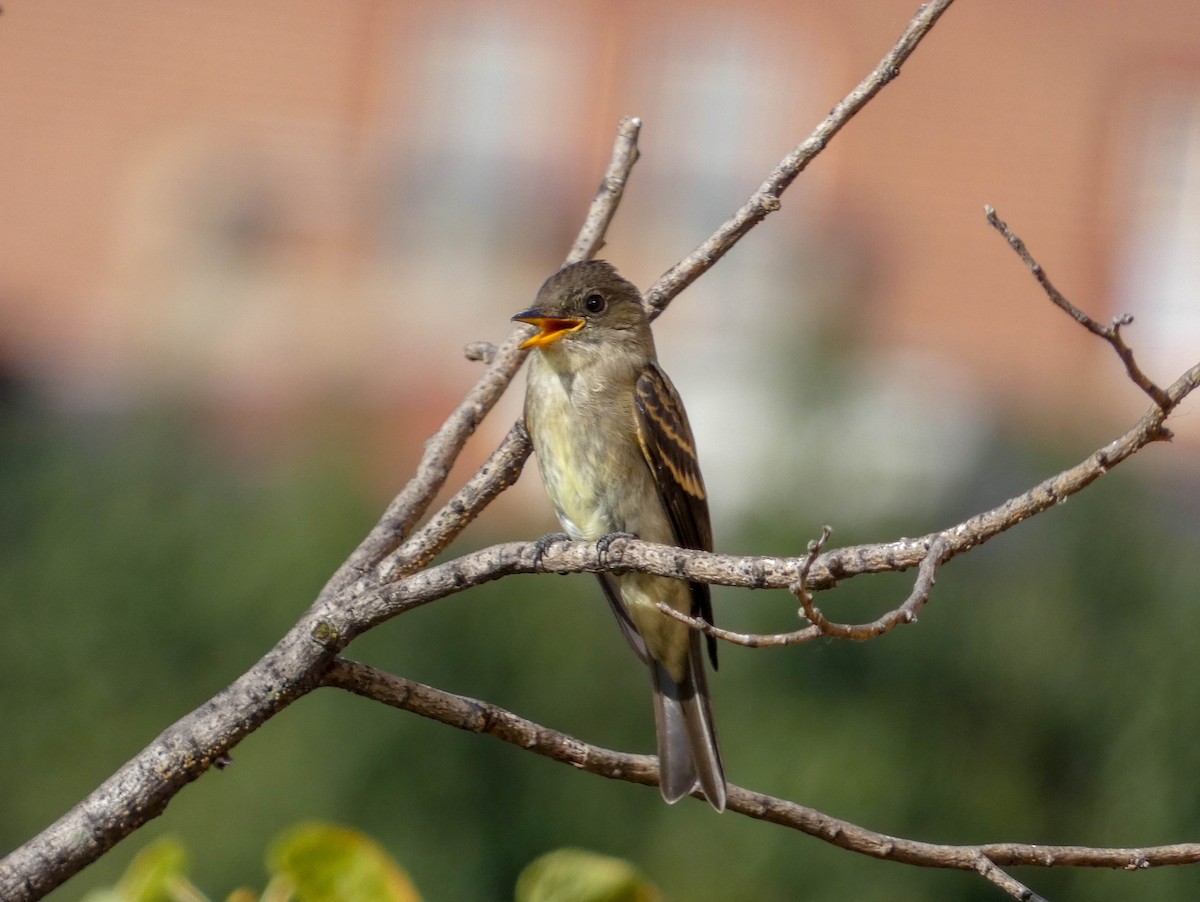 Eastern Wood-Pewee - Alina Martin