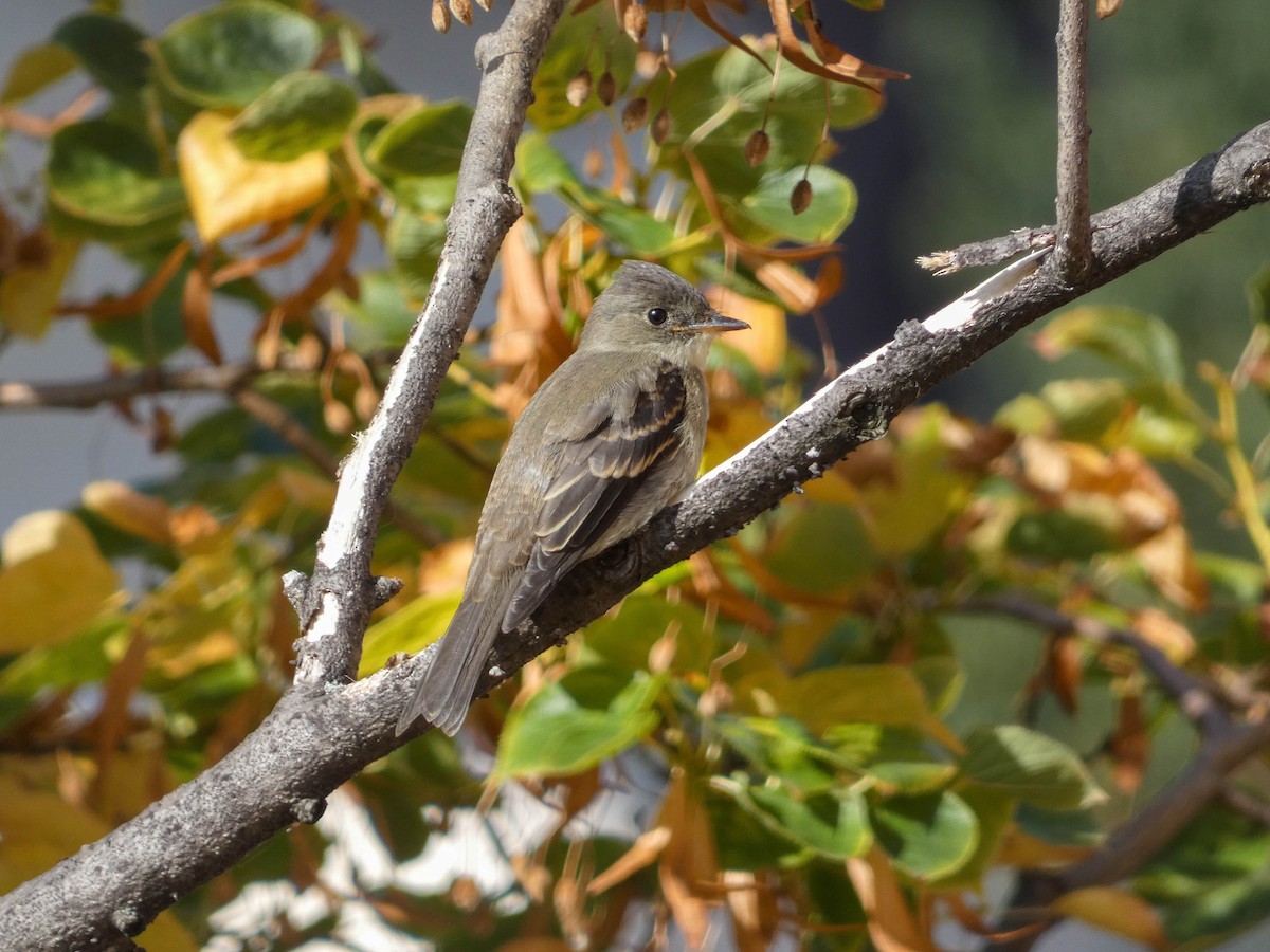 Eastern Wood-Pewee - ML291698741