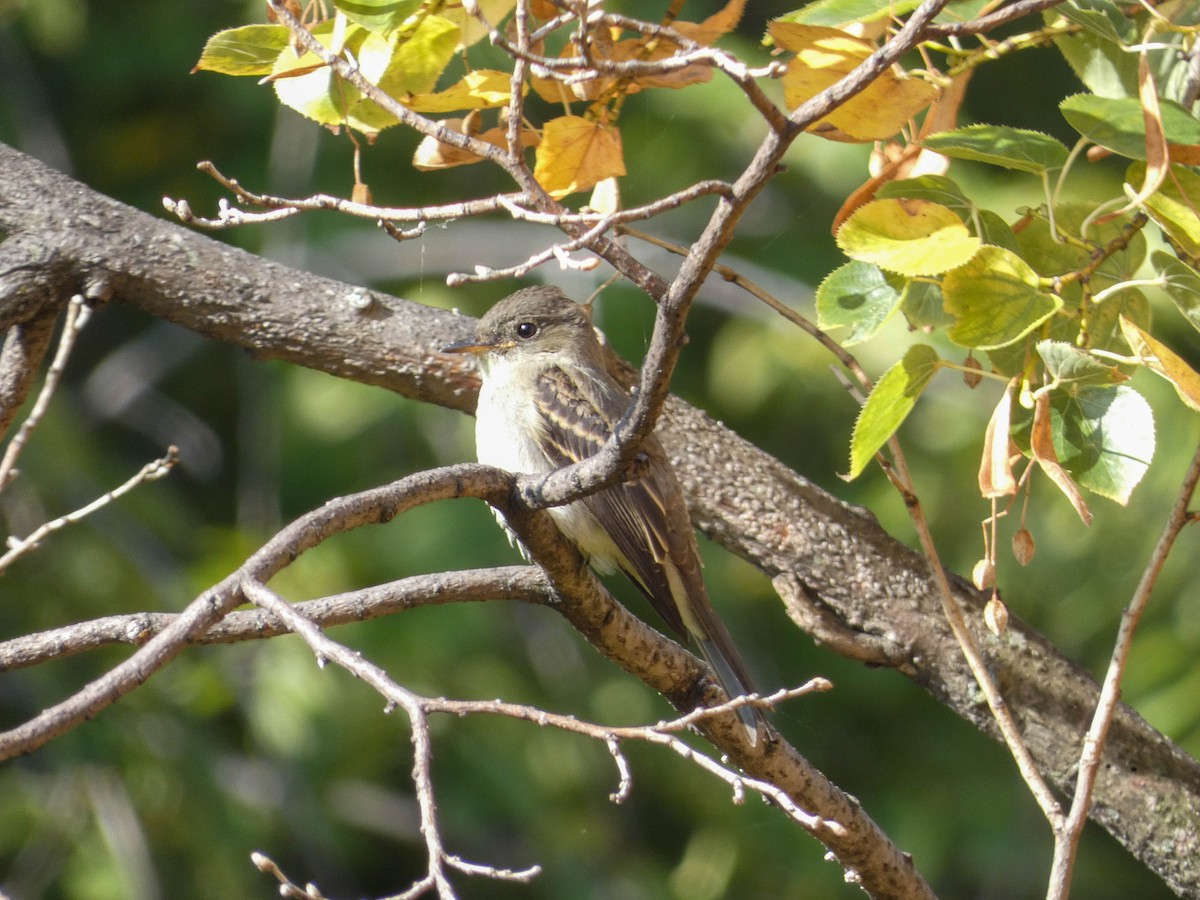 Eastern Wood-Pewee - Alina Martin