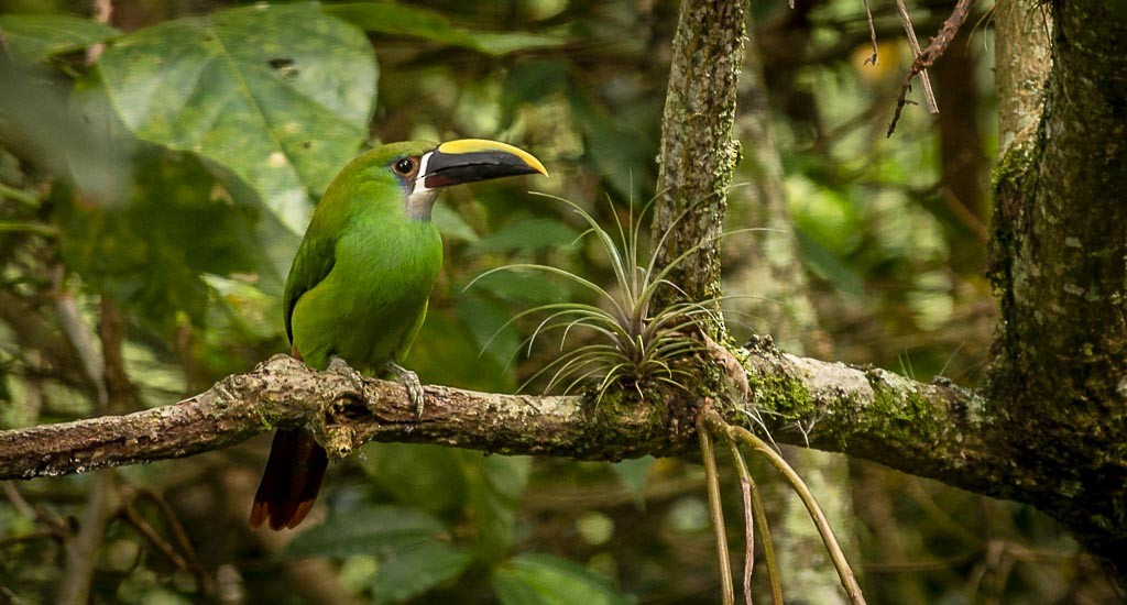 Southern Emerald-Toucanet - Diego Valbuena