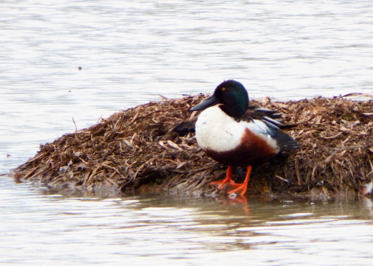 Northern Shoveler - Ginette & Pierre Vaillancourt