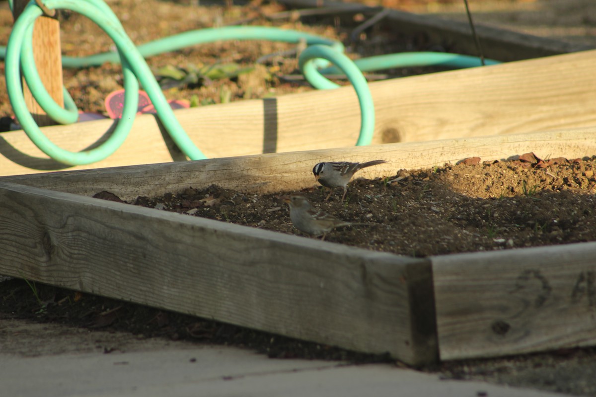 White-crowned Sparrow - ML291699531