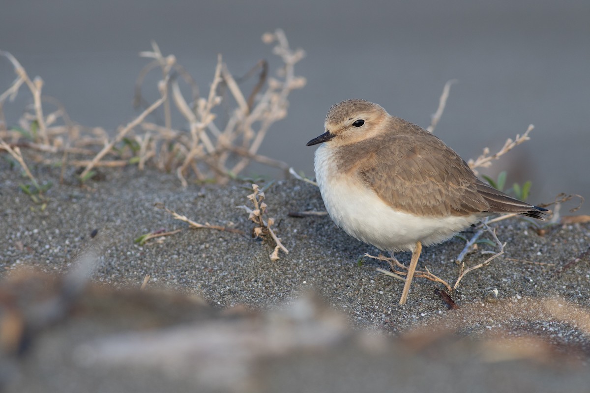 Mountain Plover - Rob Fowler