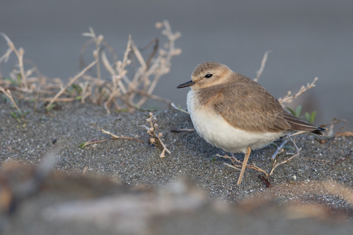 Mountain Plover - ML291699601