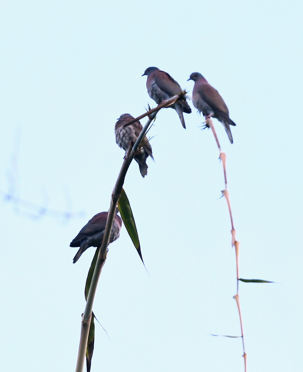 Pale-vented Pigeon - ML291699611