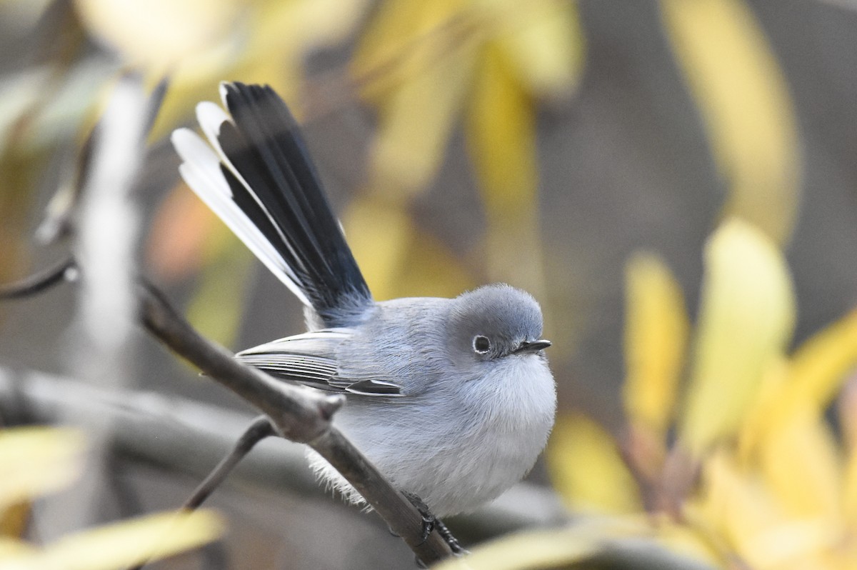 Blue-gray Gnatcatcher - ML291699641