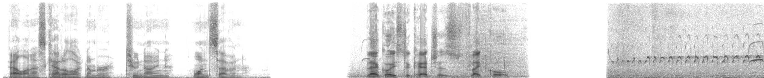 Blackish Oystercatcher - ML2917