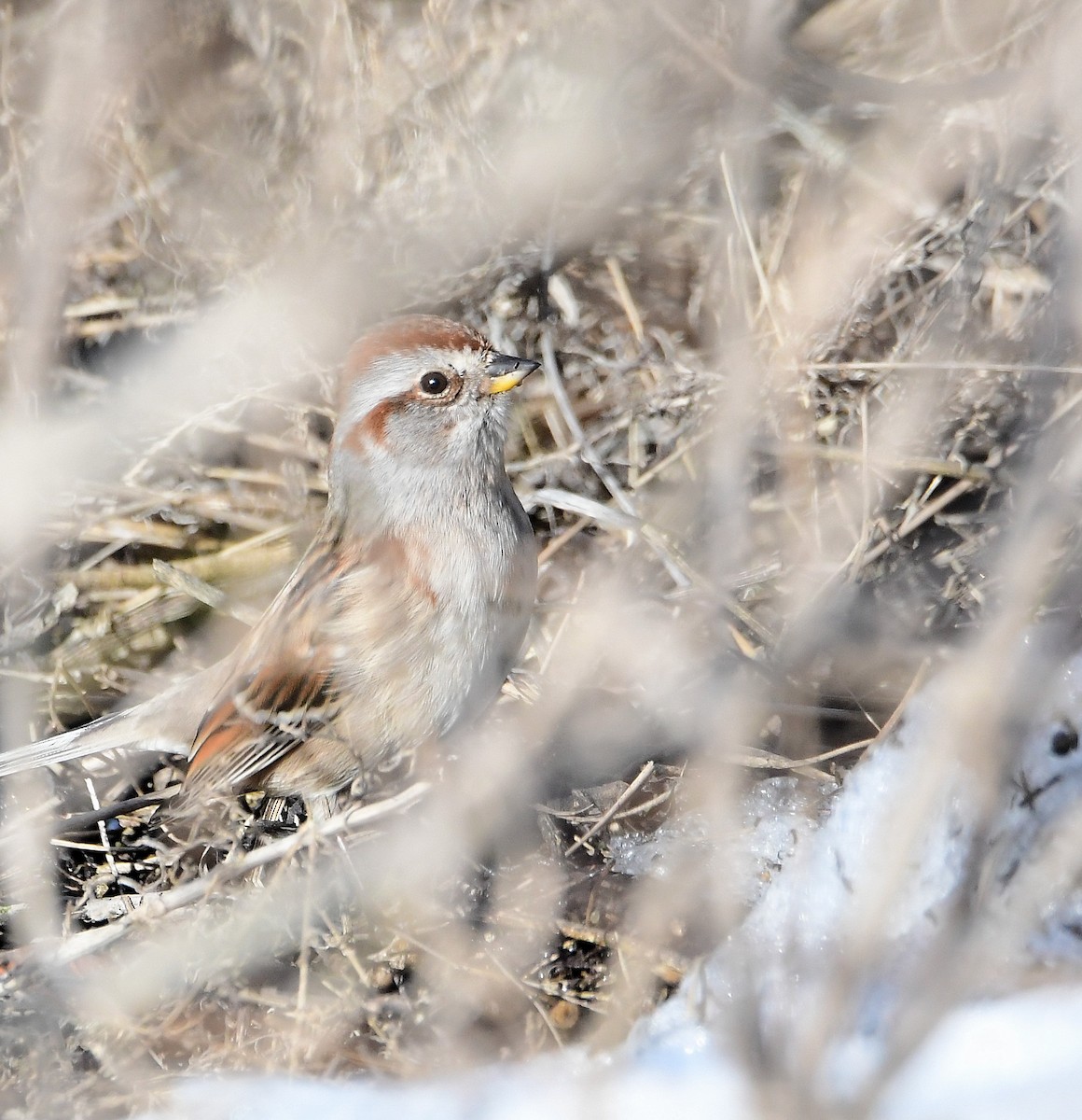 American Tree Sparrow - ML291700341