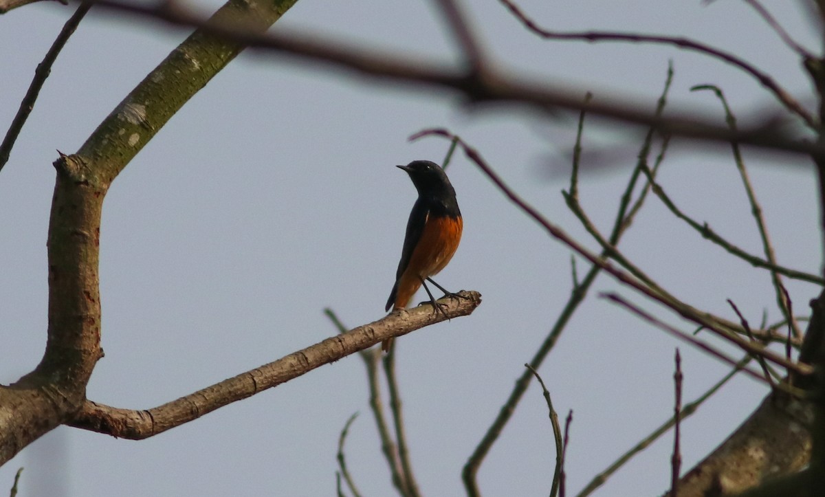 Black Redstart - ML291700481