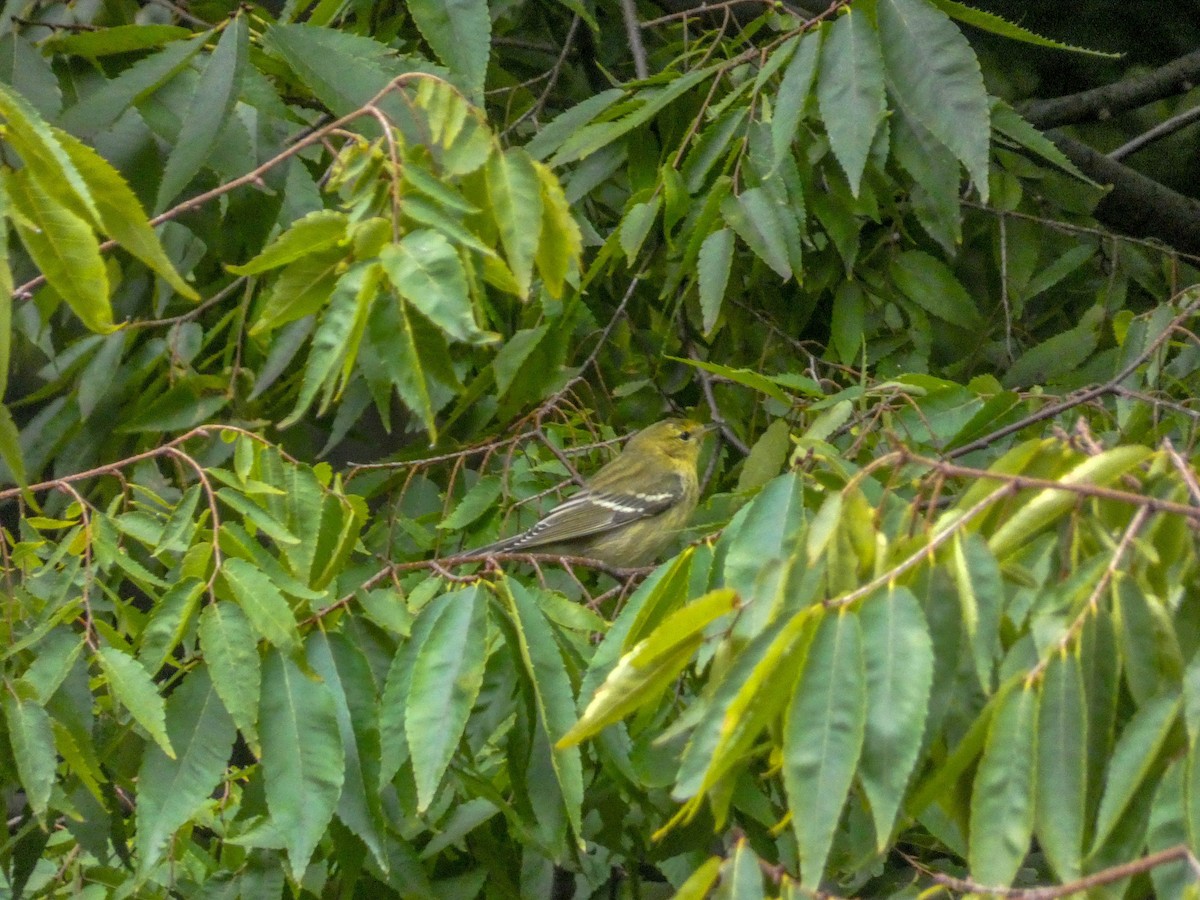 Blackpoll Warbler - ML291700701