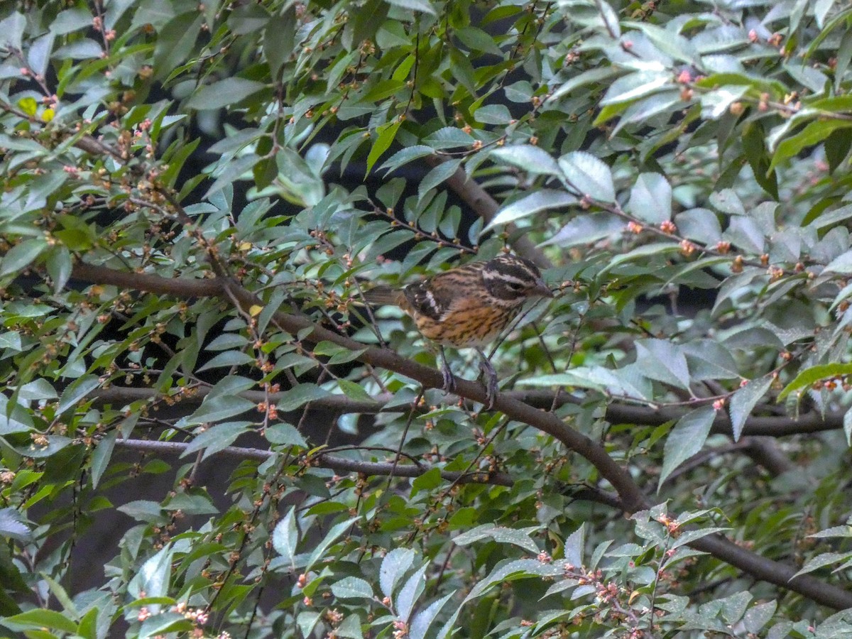 Rose-breasted Grosbeak - ML291700781