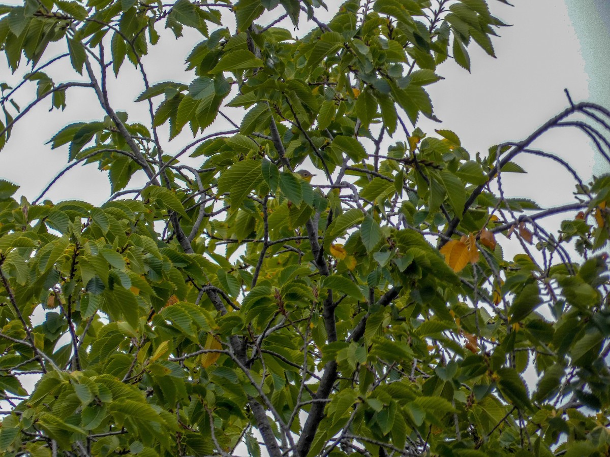 Magnolia Warbler - Alina Martin