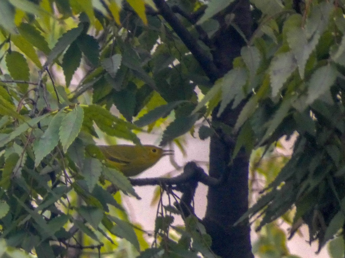 Yellow Warbler - ML291703071