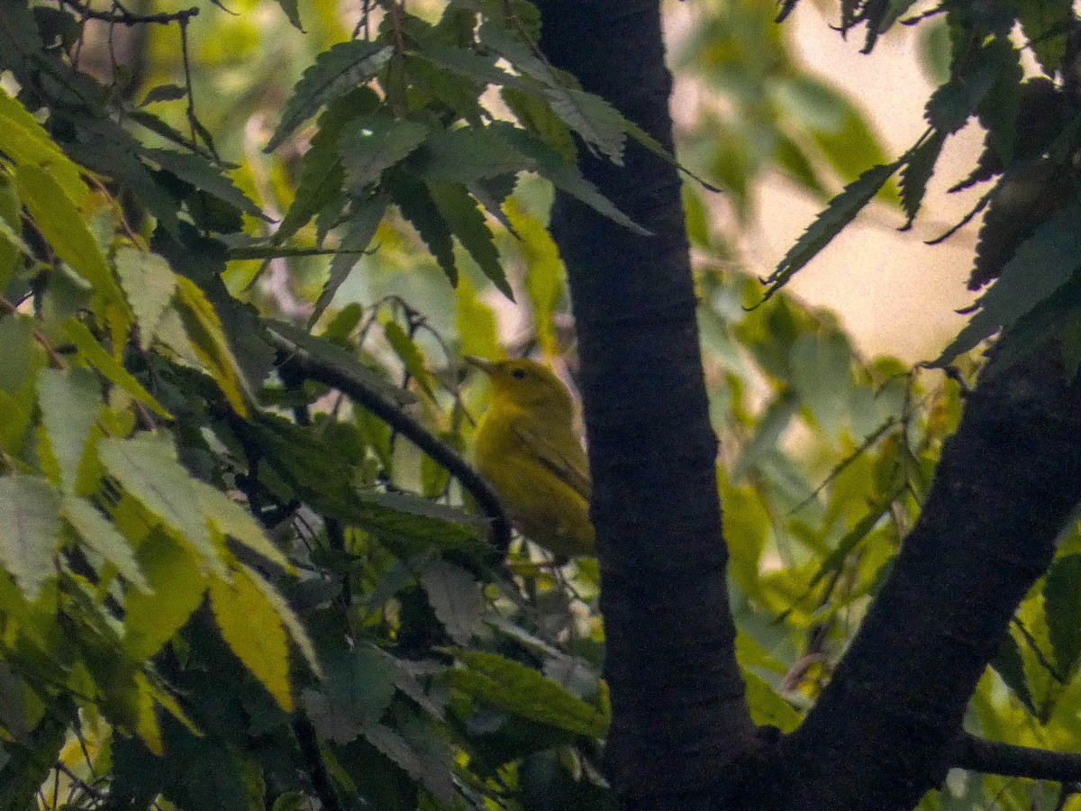 Yellow Warbler - ML291703081