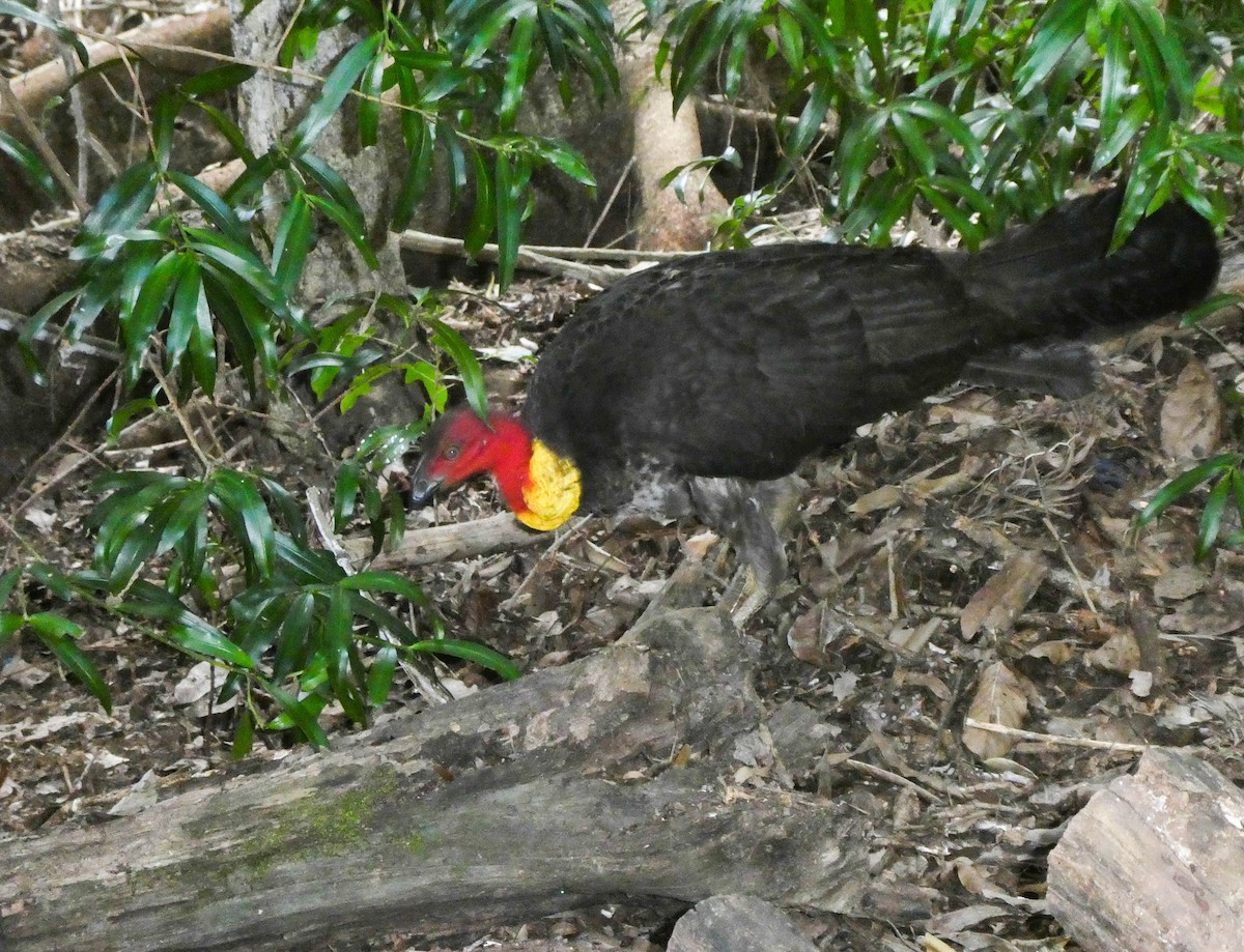 Australian Brushturkey - ML291703331