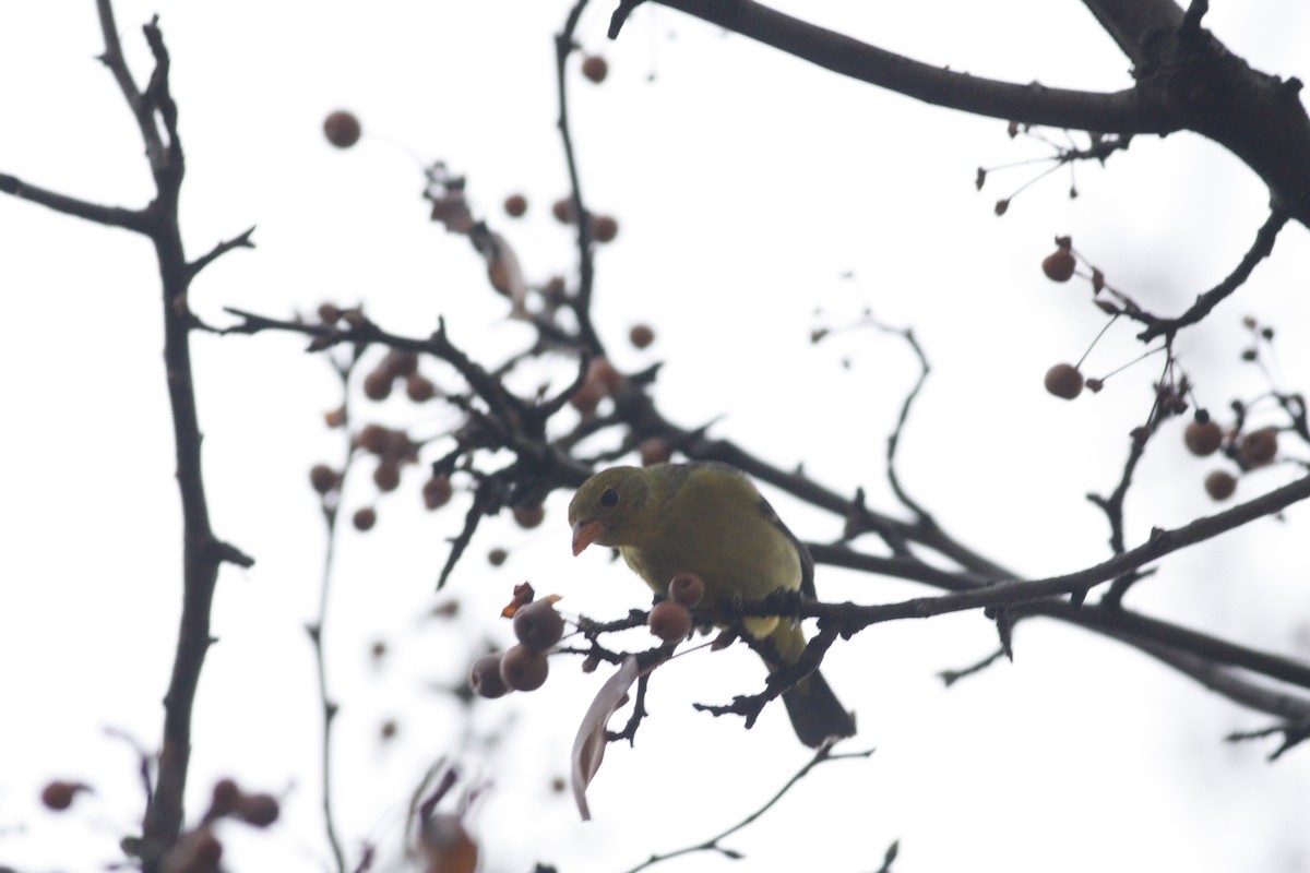 Western Tanager - ML291704421