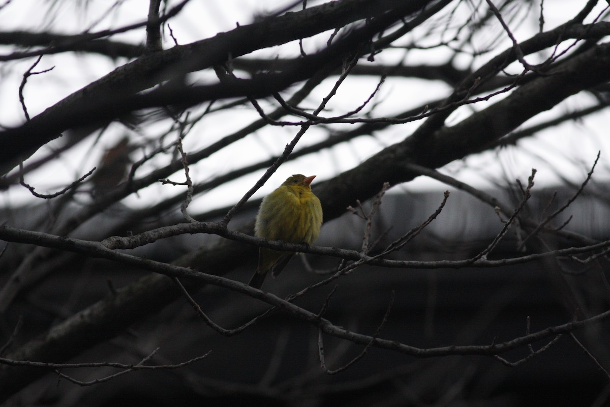 Western Tanager - ML291704491