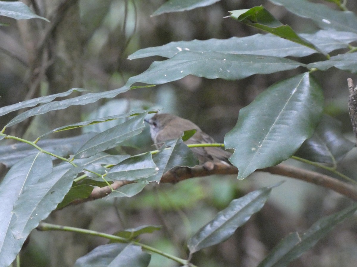 Large-billed Scrubwren - ML291704591