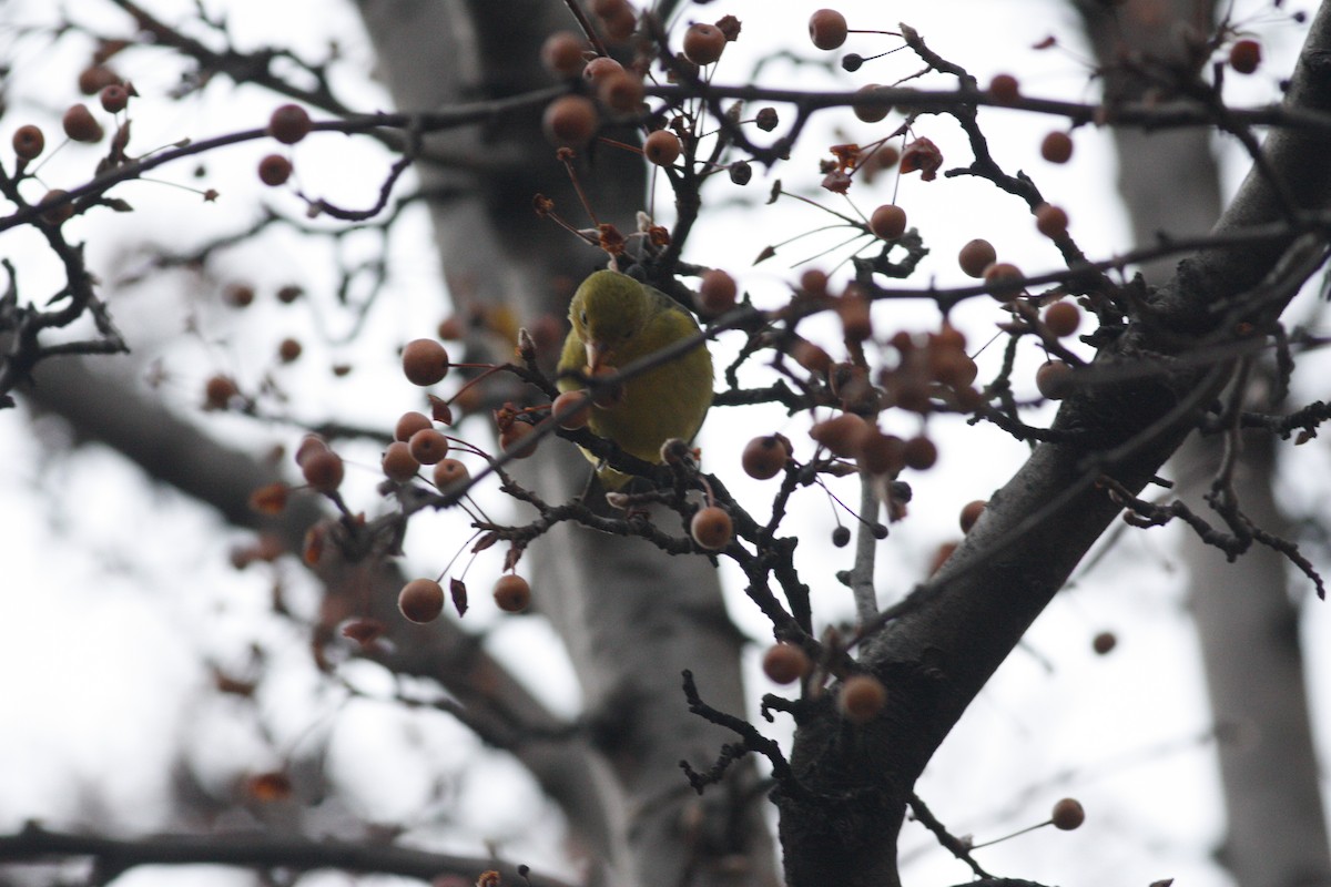 Western Tanager - ML291704651