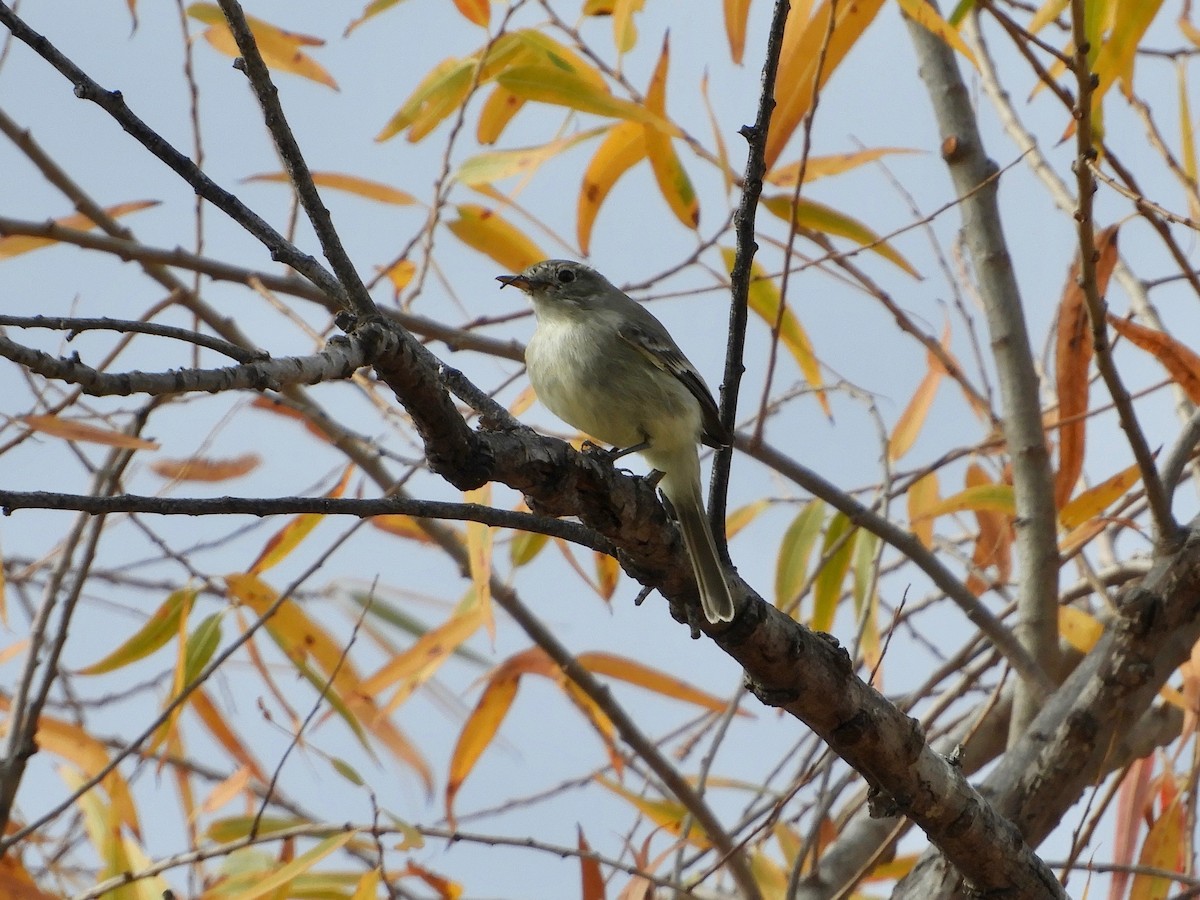 Gray Flycatcher - ML291704751