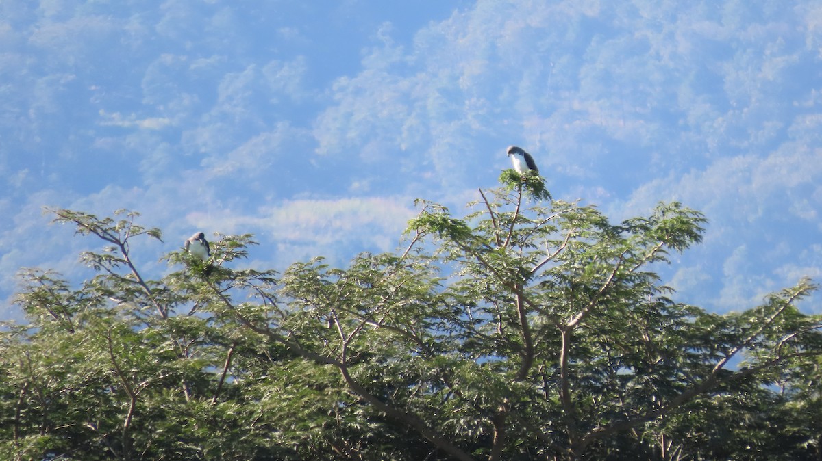 White-tailed Hawk - ML291705891