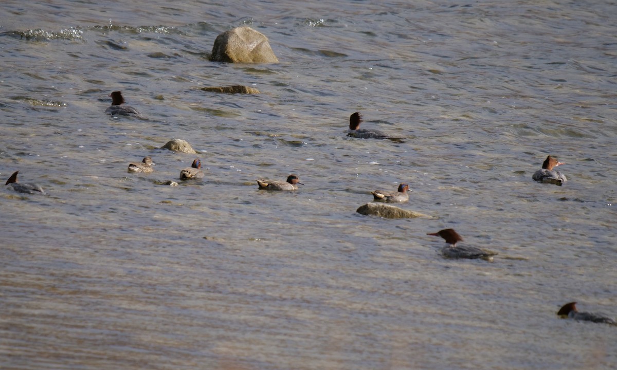 Green-winged Teal - Amy Worell