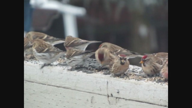 Common Redpoll - ML291706141