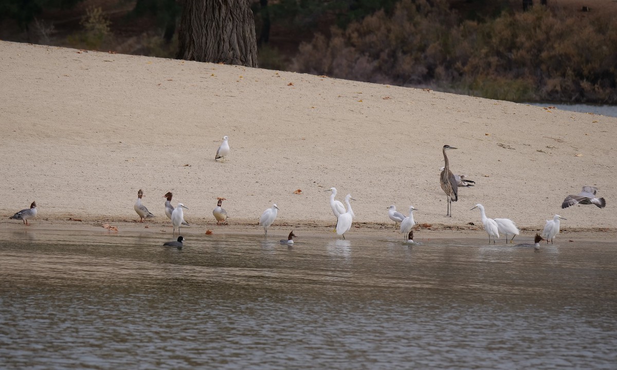 Snowy Egret - Amy Worell