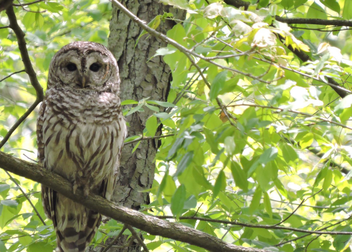 Barred Owl - ML29170761