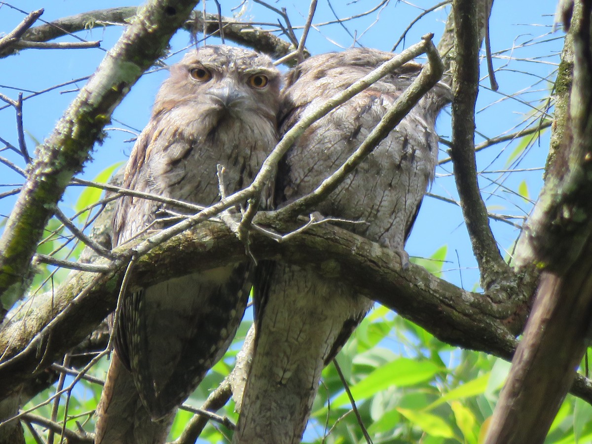 Tawny Frogmouth - ML291707711