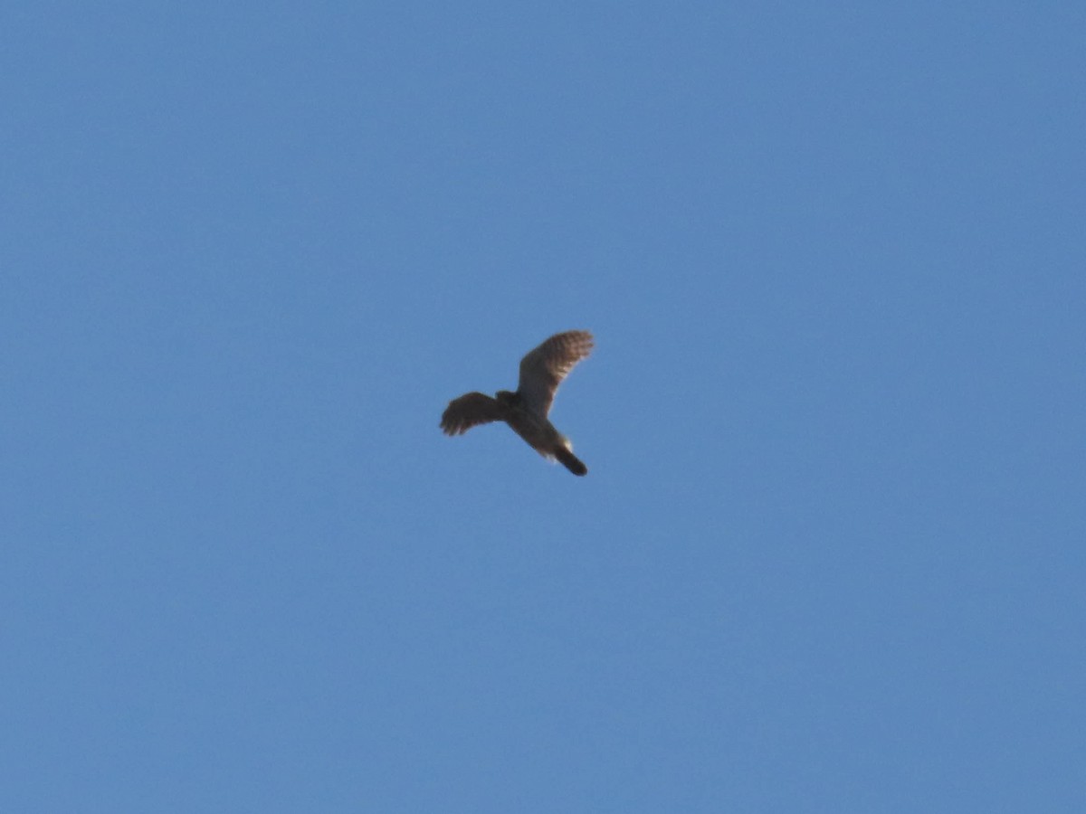 Cooper's Hawk - ML291707791