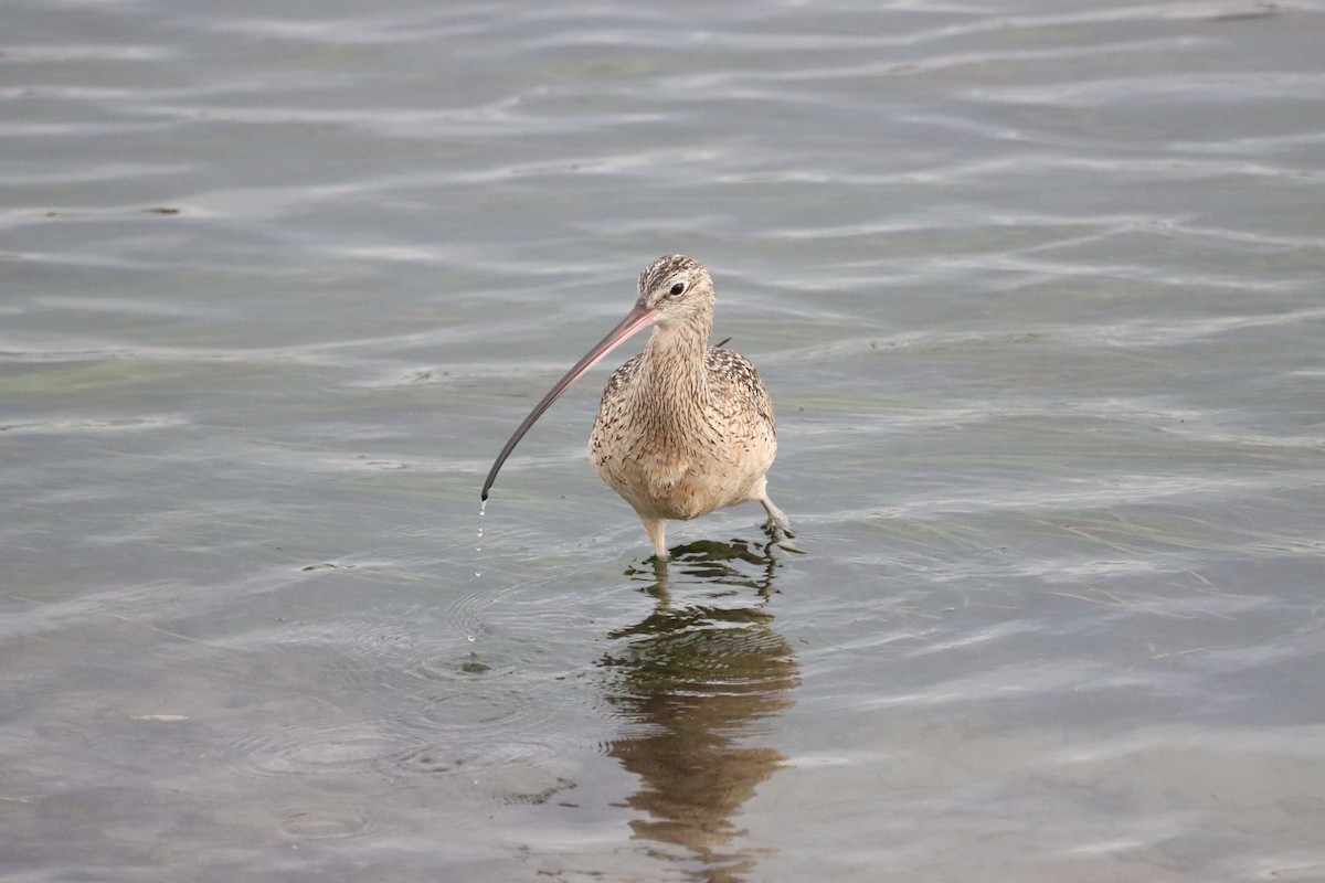 Long-billed Curlew - Dan Hayes