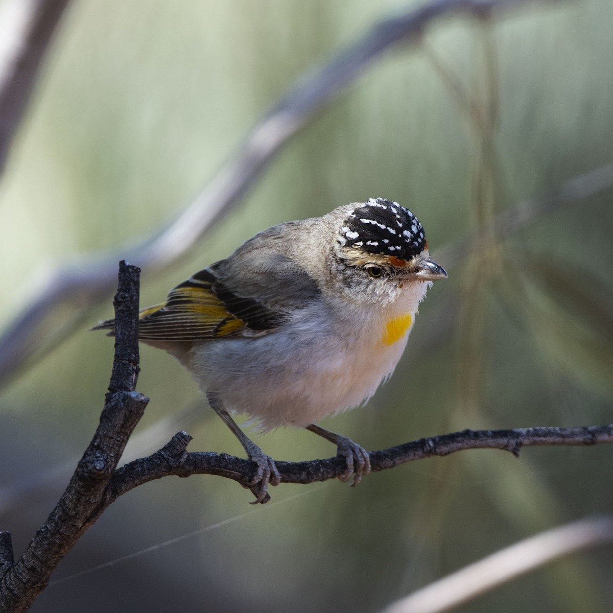 Red-browed Pardalote - Nancy Auerbach and  Dirk Hovorka
