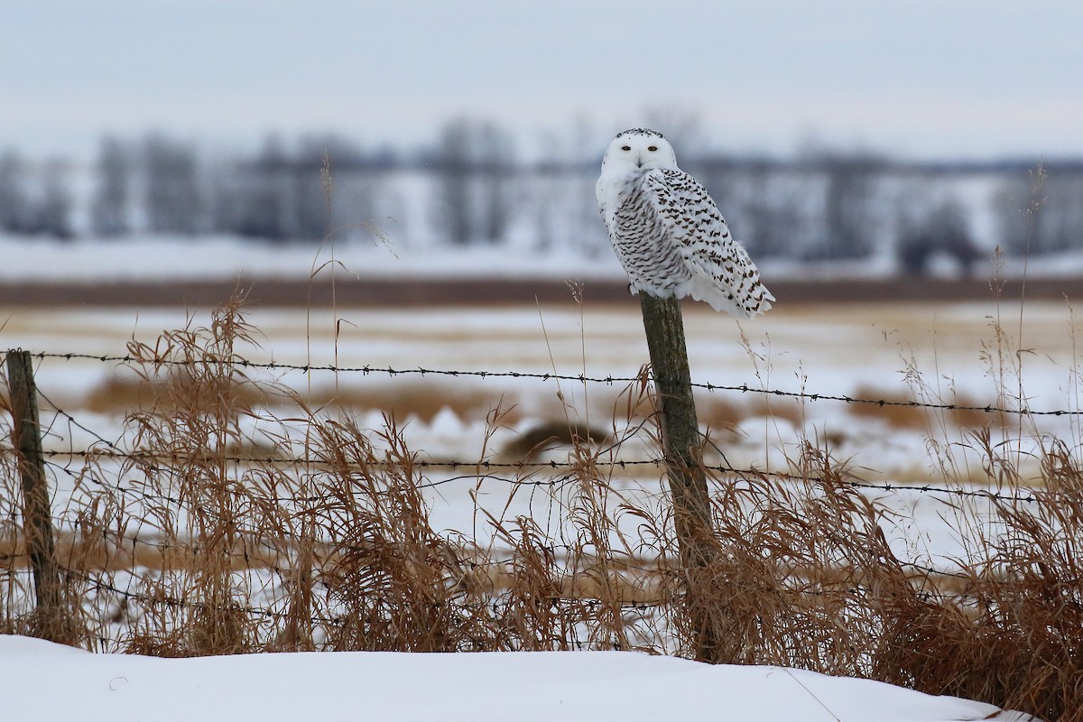 Snowy Owl - Douglas Faulder
