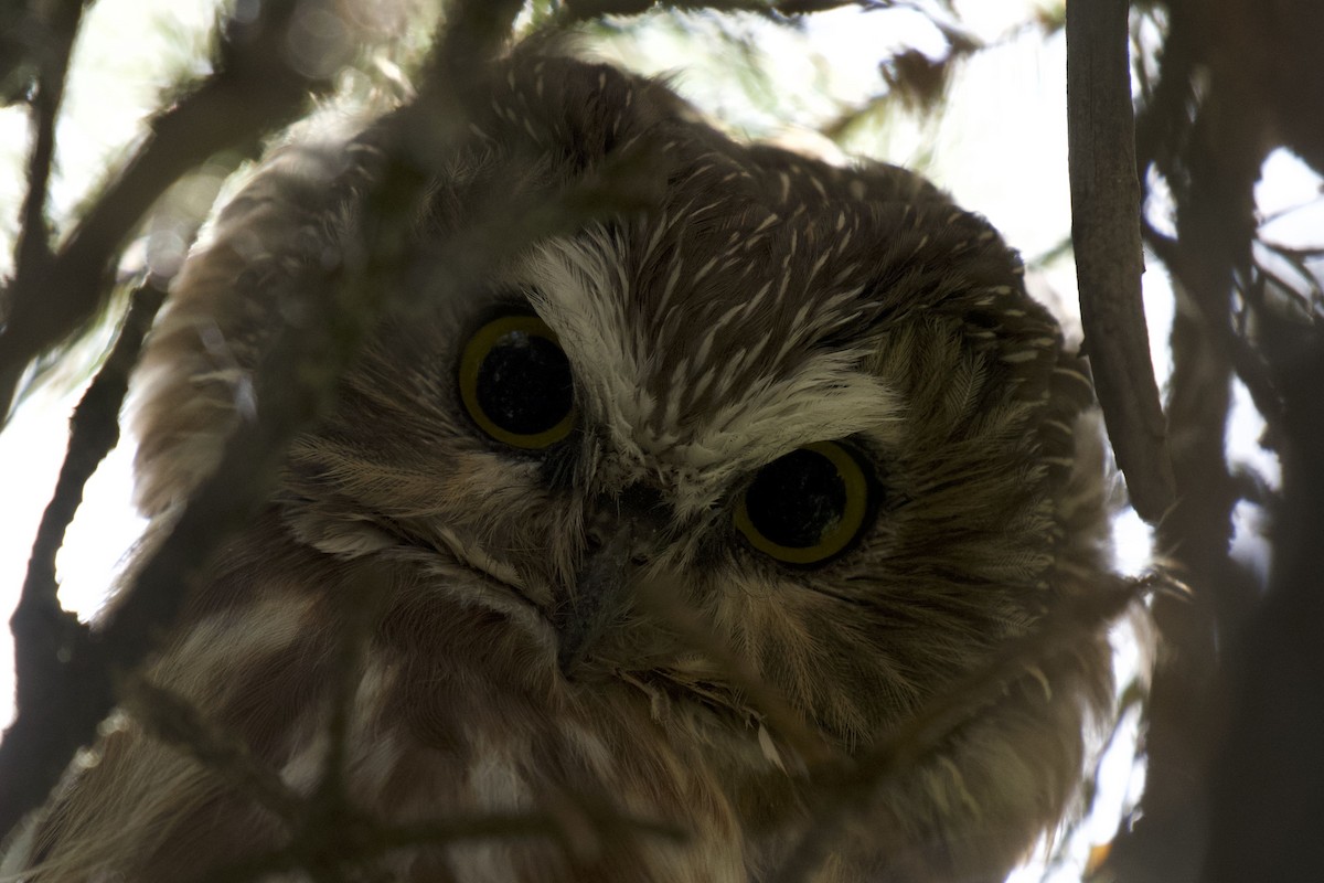 Northern Saw-whet Owl - Josiah Verbrugge